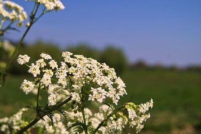 Close-up of white flowering plant on field