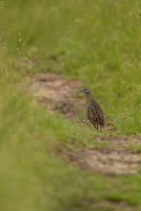 Bird perching on a field