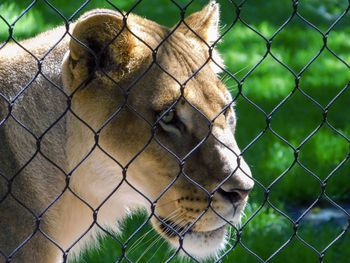 Close-up of a fence in zoo