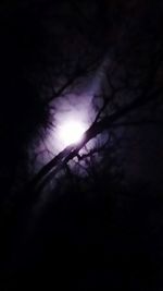 Low angle view of trees against sky at night