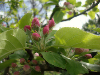 Close-up of plant