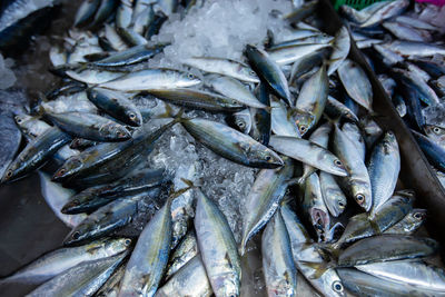 Full frame shot of fish for sale in market