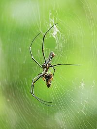 Close-up of spider and web