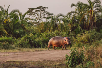 Hippopotamus on field