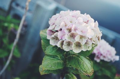 Pink hydrangeas