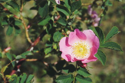 Close-up of pink flower blooming outdoors