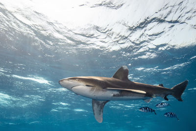 Close-up of an oceanic white tip shark at elphinstone red sea egypt underwater photography