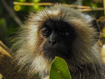 Close-up portrait of monkey