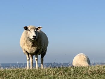 Portrait of sheep on field