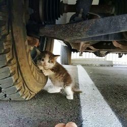 Cat sitting on floor