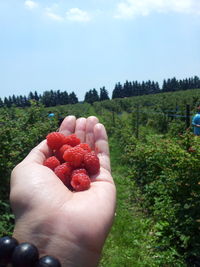 Cropped hand holding raspberries on field against sky