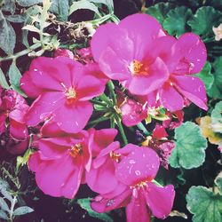 Close-up of flowers blooming outdoors