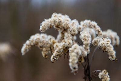 Close-up of frozen plant