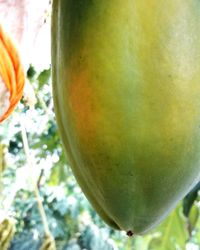 Close-up of fruit on tree