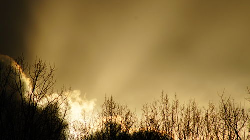 Silhouette plants on field against sky during sunset