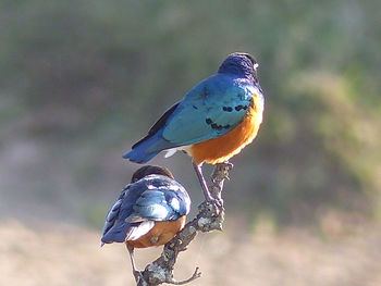 Close-up of bird perching on twig