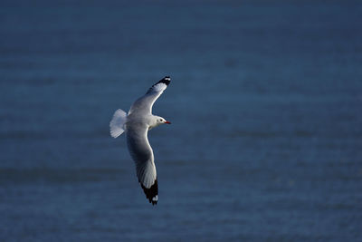 Close-up of swan flying against water