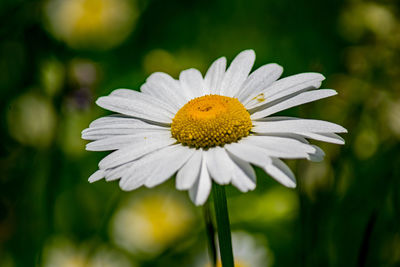 Close-up of white daisy flower