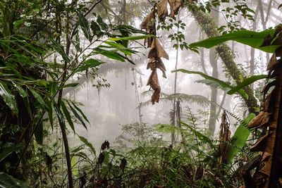 Plants and trees in forest