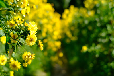 Close-up of yellow flowering plants on field