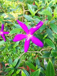 High angle view of purple flowering plant on field