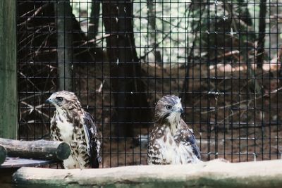 Hawks at zoo 