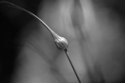 Close-up of flower against blurred background