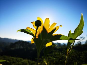 Close-up of yellow flowering plant against clear sky