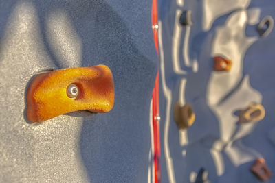 Close-up of a parrot