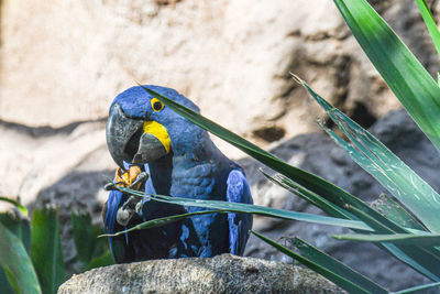 High angle view of bird perching on rock