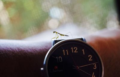 Close-up of grasshopper on human hand