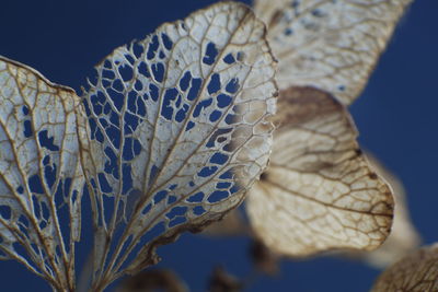 Close-up of butterfly on leaf