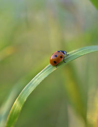 Close-up of ladybug on plant