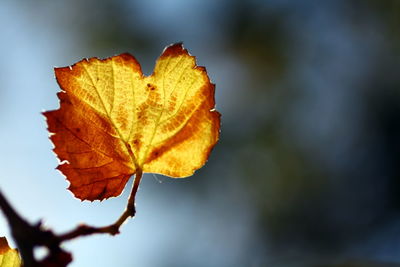 Close-up of maple leaf in water