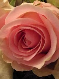 Close-up of rose