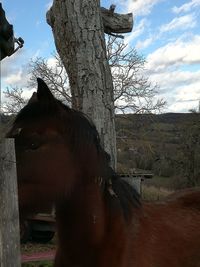 View of tree trunk