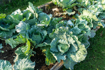 High angle view of vegetables in garden