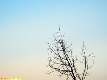 Low angle view of bird on tree against clear sky