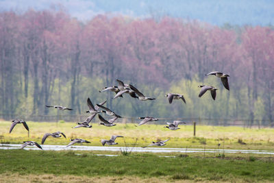 A flock of barnacle goose flying