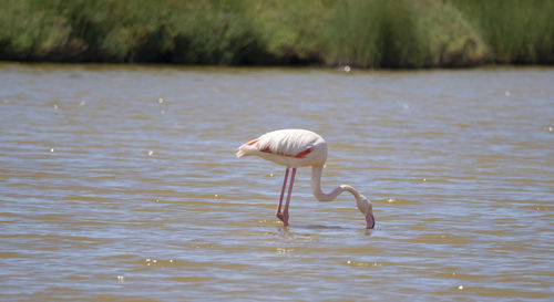 Bird in a lake