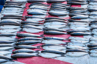 High angle view of fish for sale