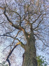 Low angle view of bare tree against sky