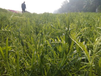 Close-up of wheat field