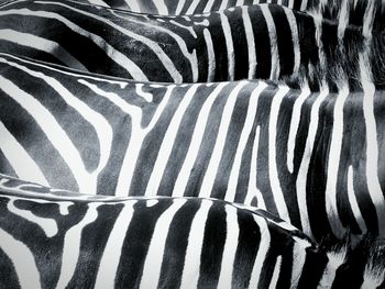 Full frame shot of zebra