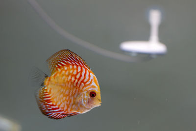 Close-up of fish swimming in water