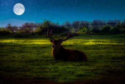 View of deer on field