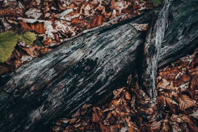 Full frame shot of tree trunk