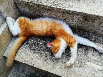 High angle view of cat sleeping