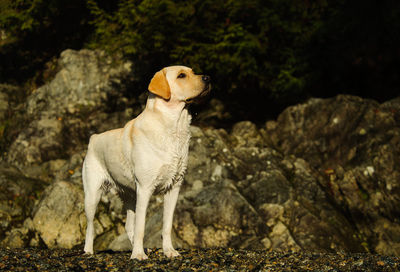 Labrador retriever standing at beach against rocks