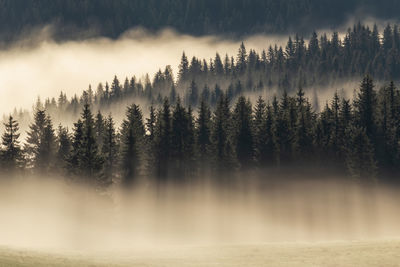 Trees during foggy weather